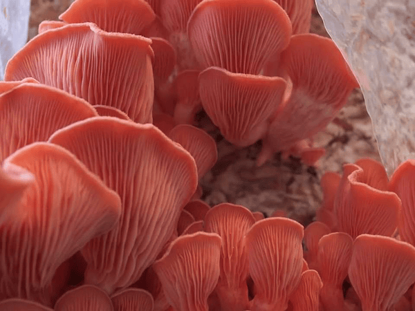 ¿Kits de Auto cultivo de Hongos Ostra o Packs de Cultivo?