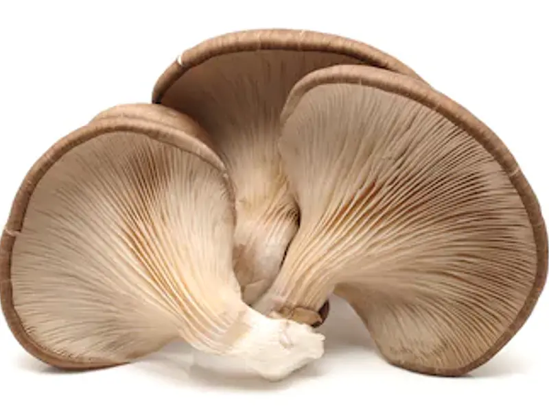 Ventajas del Cultivo de Hongos Ostra