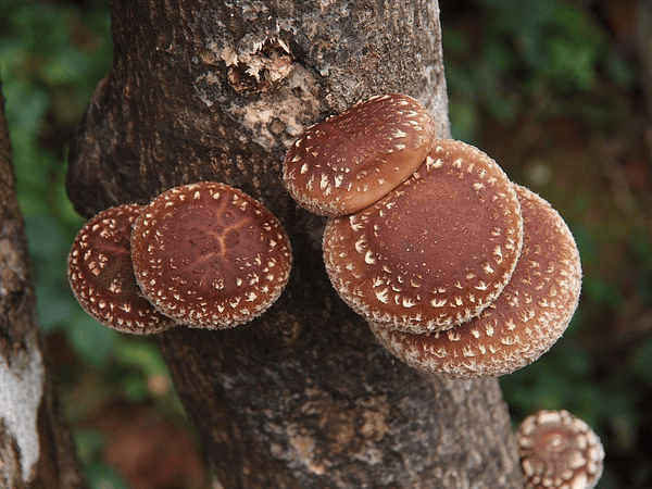 Ventaja del Cultivo de Hongos Shiitake.