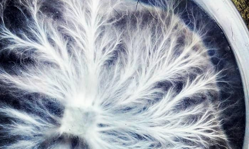 ¿Cuánto tiempo puedo almacenar mi Semilla (Micelio - Inoculo) de Hongo en frio?