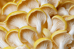 Ostra Amarilla - Golden Oyster. Pleurotus Citrinopileatus.