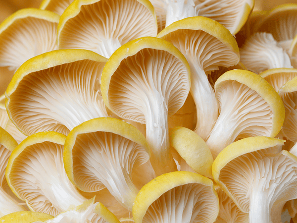 Ostra Amarilla - Golden Oyster. Pleurotus Citrinopileatus.