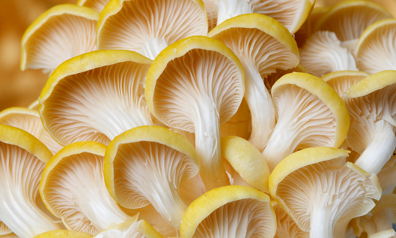 Ostra Amarilla - Golden Oyster. Pleurotus Citrinopileatus.