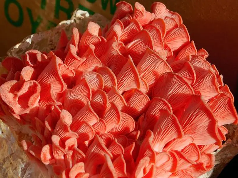 Ostra Rosada - Pleurotus D´jamor.