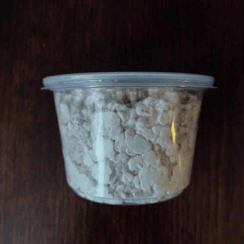 Monopack de cultivo Hongo Ostra Rey