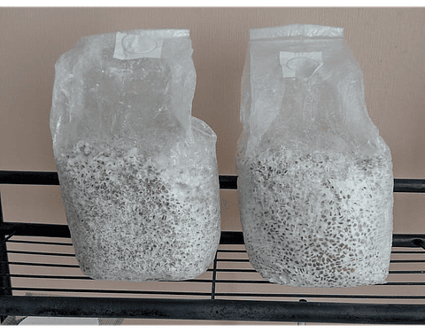 Pack de Cultivo Ostra Rey