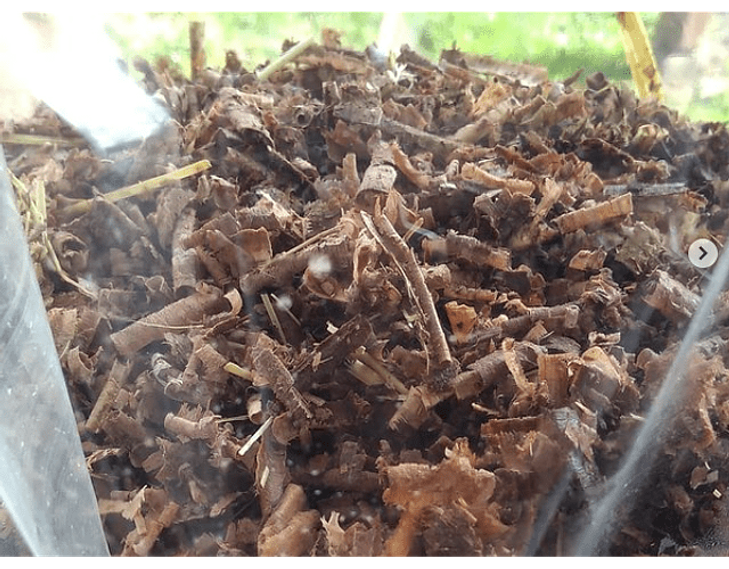 Pack de Cultivo de Cola de Pavo  2