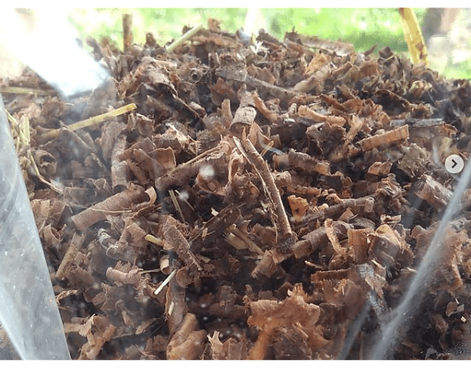 Pack de Cultivo de Cola de Pavo  2