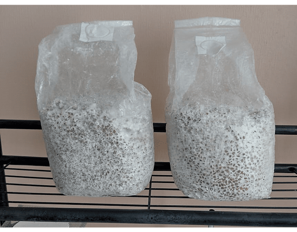 Pack de Cultivo de Cola de Pavo  3