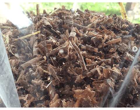 Pack de Cultivo de Reishi