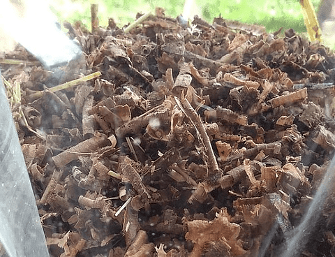 Monopack de Cultivo Reishi