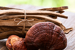 Reishi - Ganoderma Lucidum