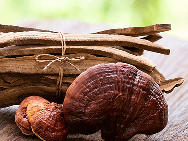 Reishi - Ganoderma Lucidum