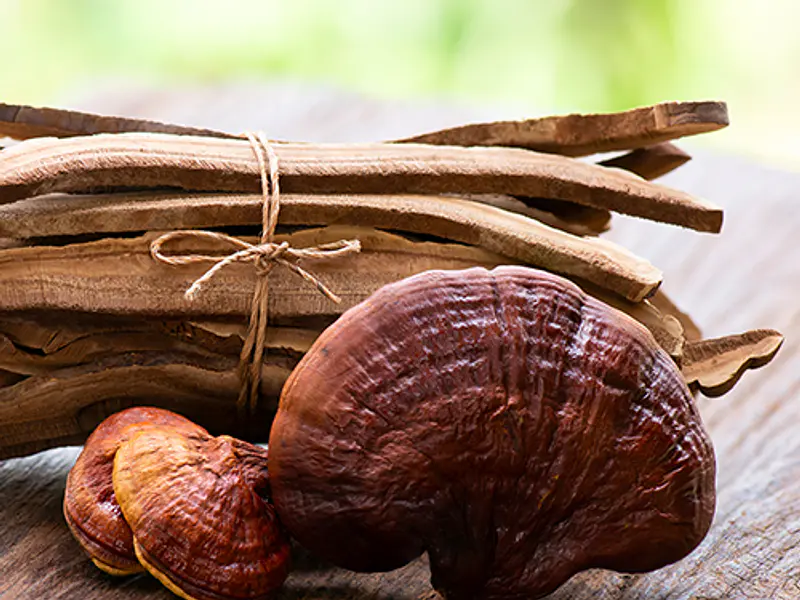 Reishi - Ganoderma Lucidum