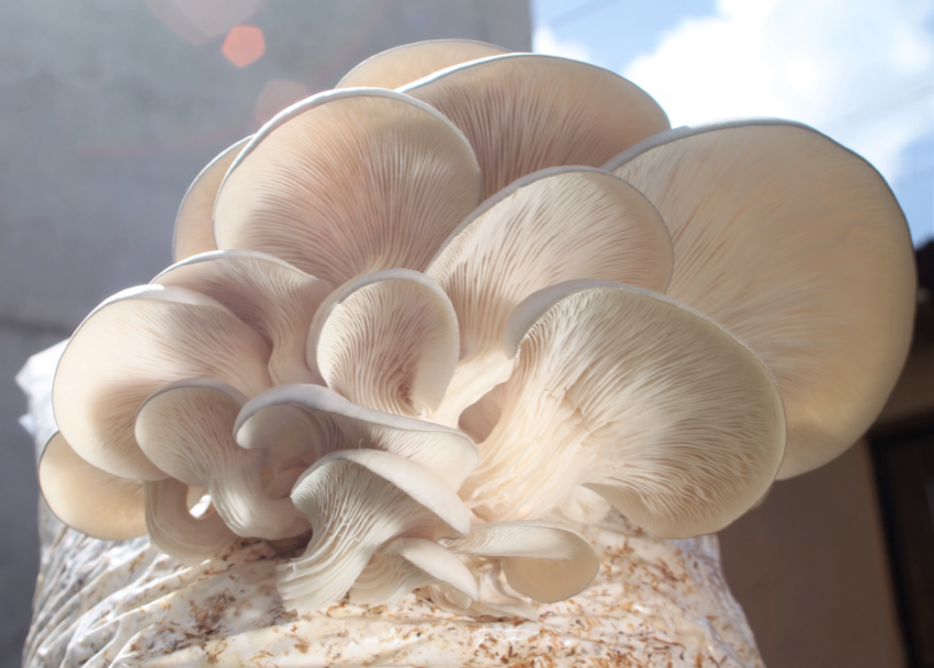 Informacion - Recetas