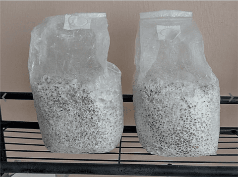 Pack de Cultivo de Melena de León.