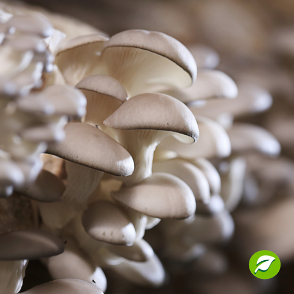 Pack de Cultivo de Hongo Ostra Perla 3