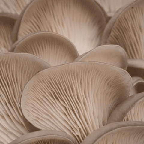Micelio Hongo ostra Perla (Pleurotus Ostreatus)