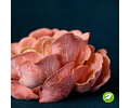 Micelio Hongo Ostra Rosado (Pleurotus Djamor)