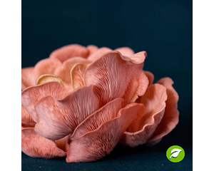 Micelio Hongo Ostra Rosado (Pleurotus Djamor)