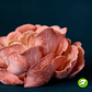 Micelio Hongo Ostra Rosado (Pleurotus Djamor) - Miniatura 3