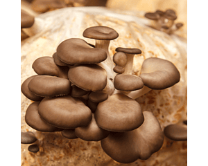 Micelio Hongo ostra Gris (Pleurotus Ostreatus)