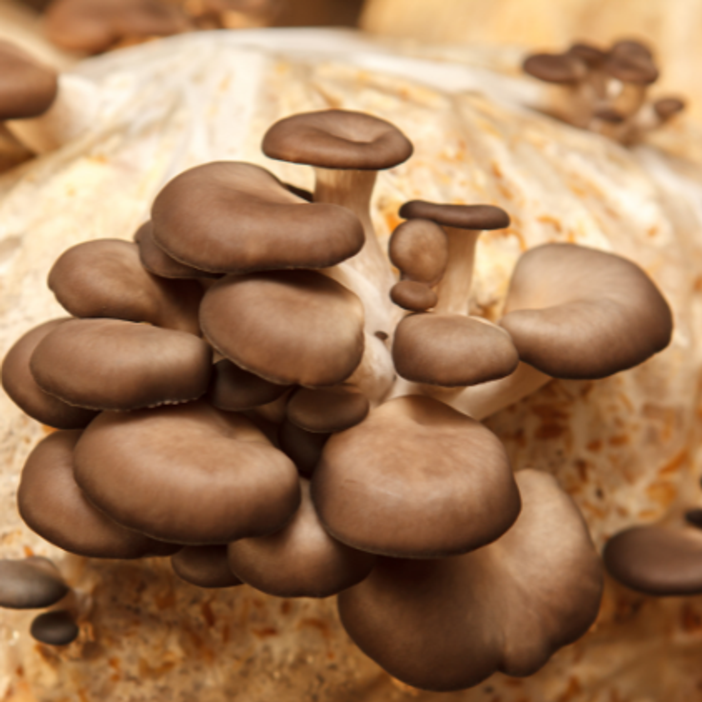 Micelio Hongo ostra Gris (Pleurotus Ostreatus) 3