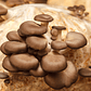 Micelio Hongo ostra Gris (Pleurotus Ostreatus) - Miniatura 3