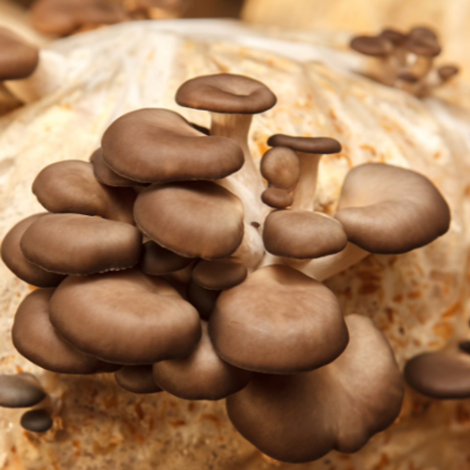 Micelio Hongo ostra Gris (Pleurotus Ostreatus) 3