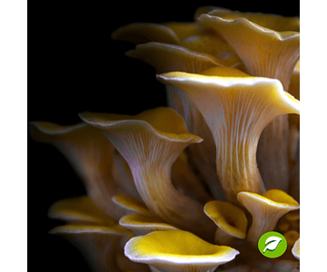  Micelio Hongo Ostra Amarillo (Pleurotus Citrinopileatus) 