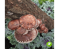 Pack de Cultivo Shiitake