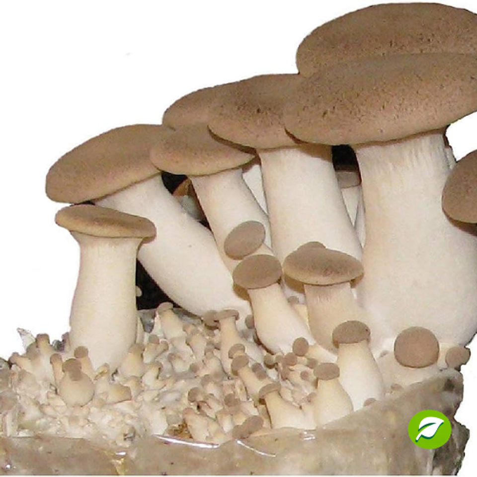 Kit de Autocultivo de Hongos Ostra Rey 1