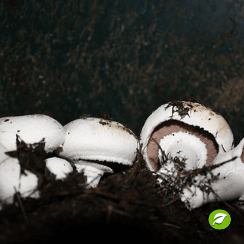 Micelio Champiñón París (Agaricus Bisporus) 