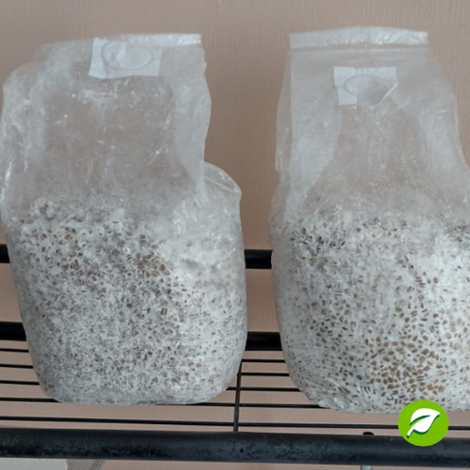 Micelio de Cola de Pavo (Trametes Versicolor) 2