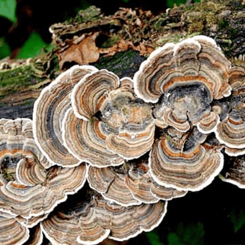 Micelio de Cola de Pavo (Trametes Versicolor)