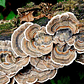 Micelio de Cola de Pavo (Trametes Versicolor) - thumbnail 1