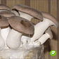 Micelio Hongo Ostra Rey (Pleurotus Erygnii) - Miniatura 1