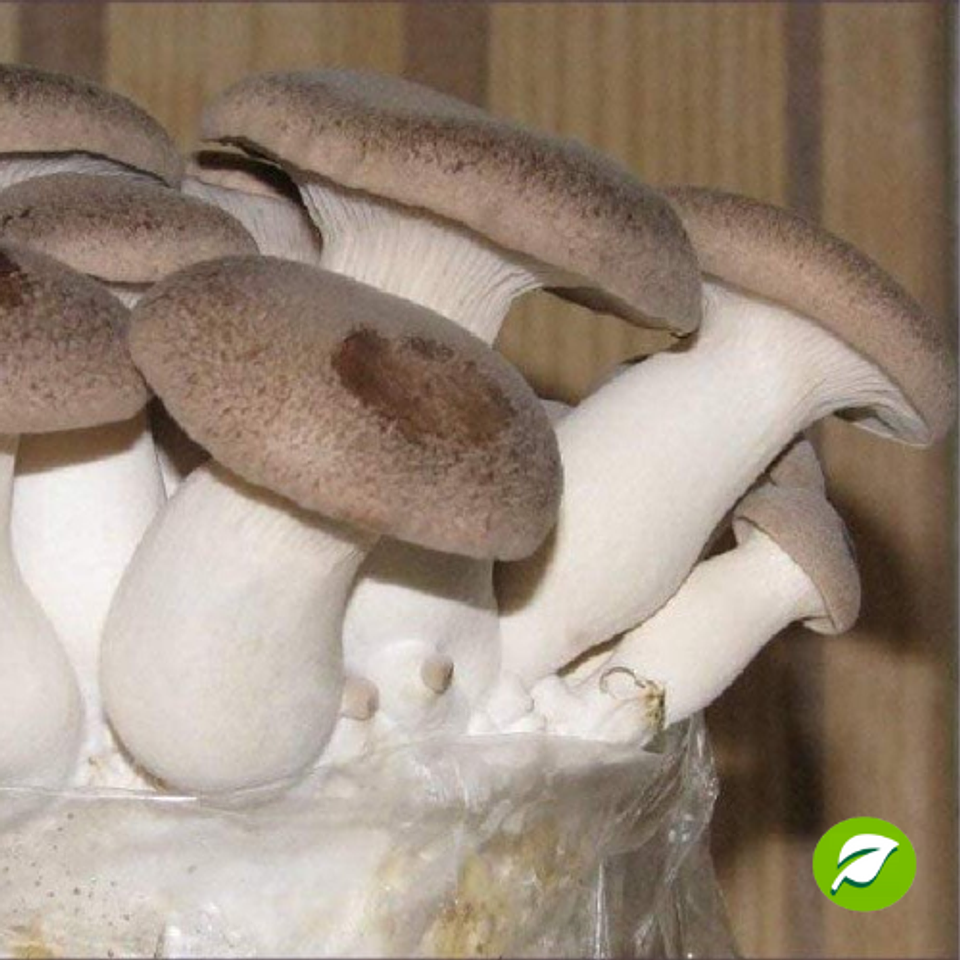 Micelio Hongo Ostra Rey (Pleurotus Erygnii) 1
