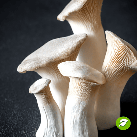 Monopack de cultivo Hongo Ostra Rey