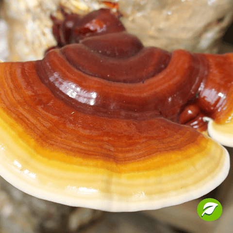 Kit de Autocultivo de Reishi