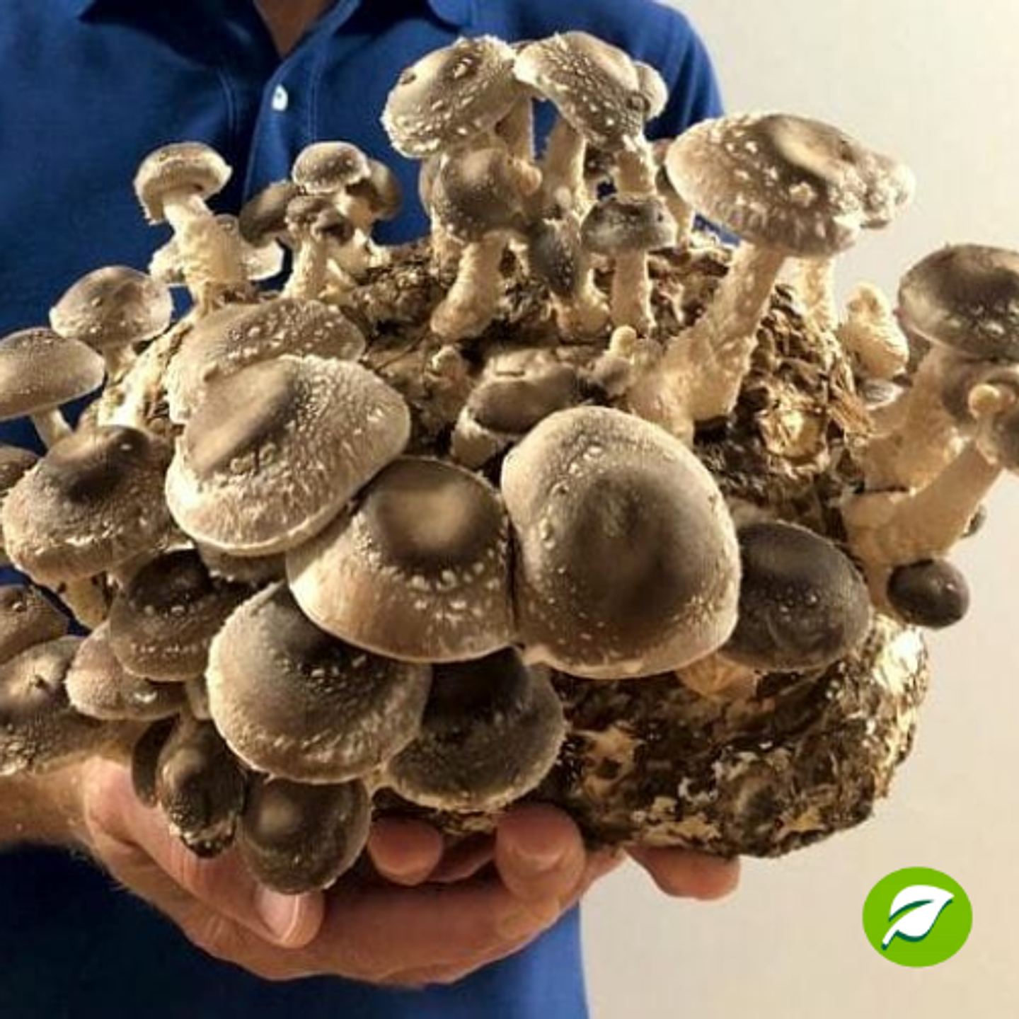 Kit de Autocultivo de Shiitake 1