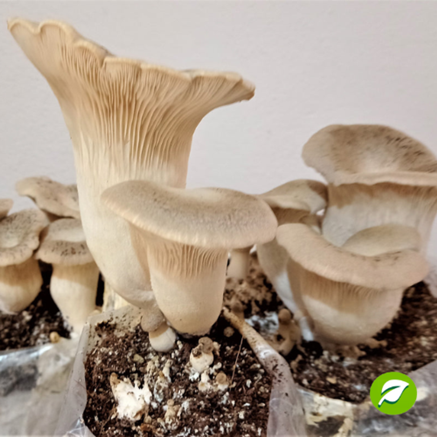 Pack de Cultivo Ostra Rey 1