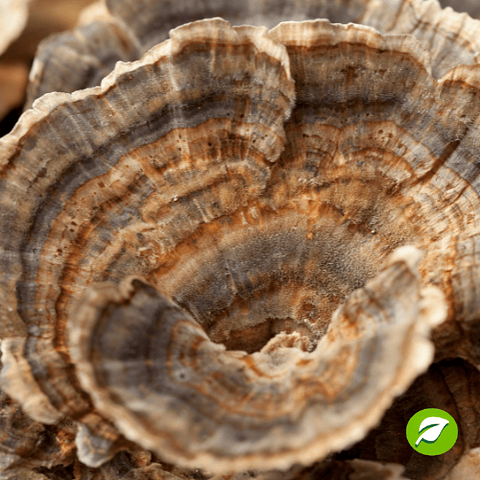 Pack de Cultivo de Cola de Pavo 