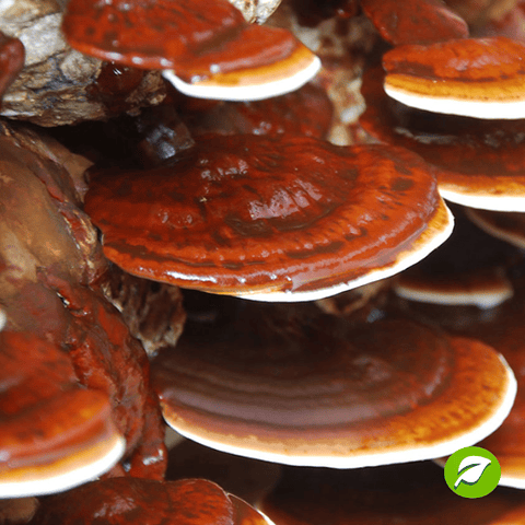 Pack de Cultivo de Reishi