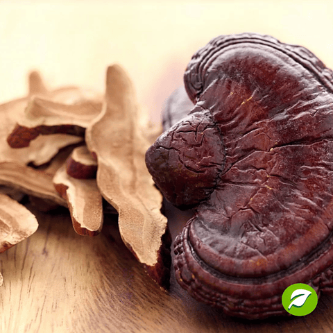 Monopack de Cultivo Reishi