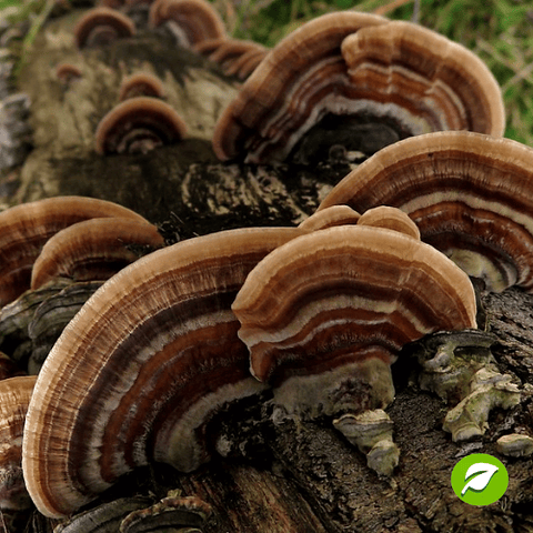 Kit de Autocultivo de Cola de Pavo