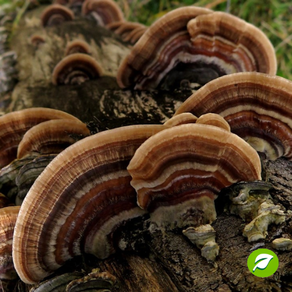 Kit de Autocultivo de Cola de Pavo 1