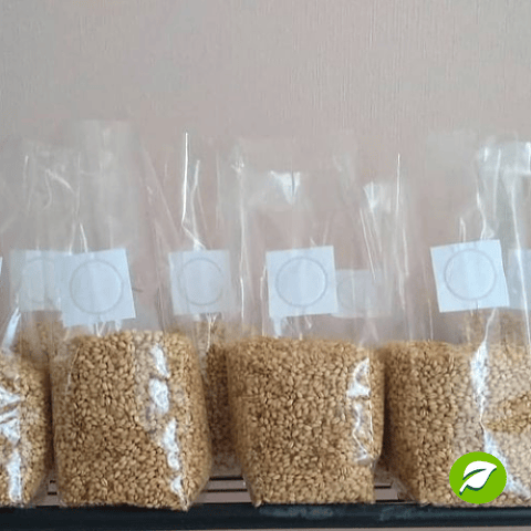 Promoción 3 Granos de Trigo Esteril