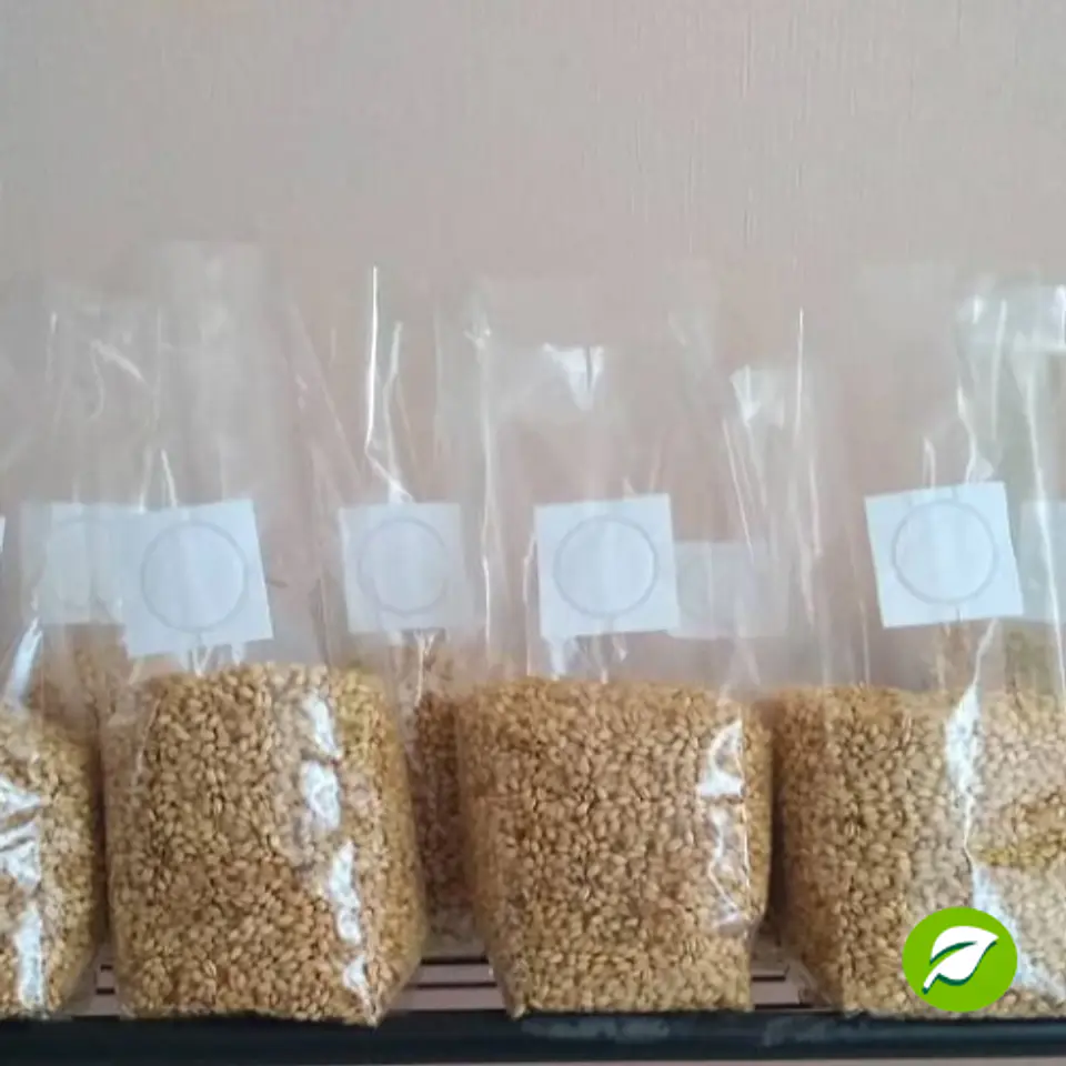 Promoción 3 Granos de Trigo Esteril 1