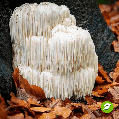 Kit de Autocultivo de Melena de León 